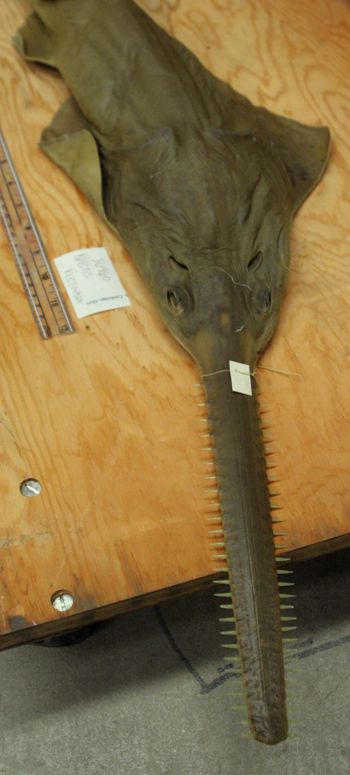 Media type: image; Ichthyology 36960